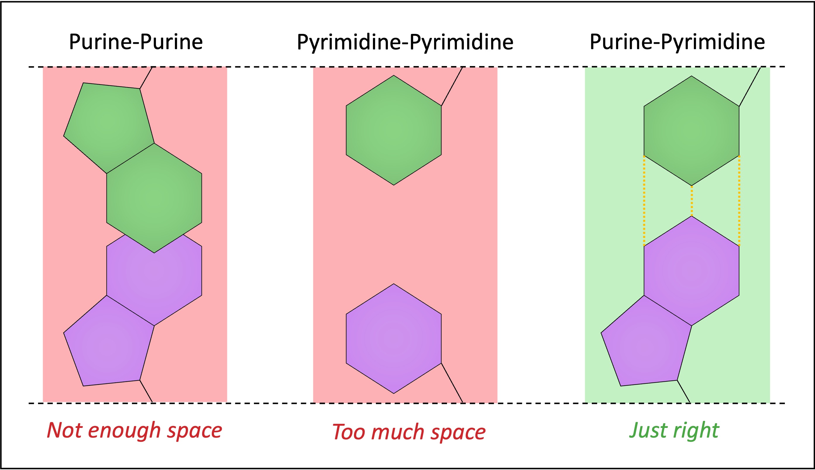 Base Pairing